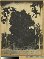 藏品(高雄州旗山郡波羅蜜樹及檳榔樹林之景)的圖片